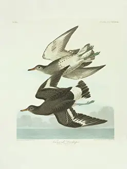 Surfbird: Aphriza virgata, surfbird