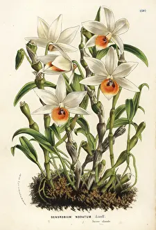 Dendrobium: Aphrodite's dendrobium orchid, Dendrobium aphrodite