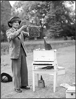Turnups: THE APIARIST
