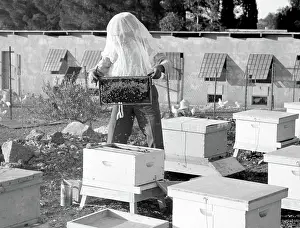 Hive: Apiary, Beekeeper Examines Honeycomb, 1939