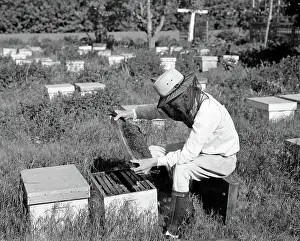 Hive: Apiary, Beekeeper Examines Honeycomb, 1940