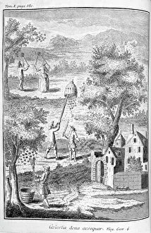 1700: Apiculture (bee keeping) from the 1775 edition