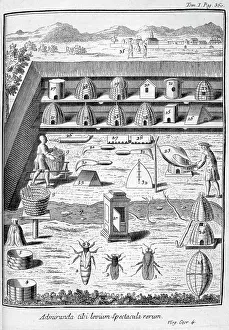 1700: Apiculture (bee keeping) from the 1775 edition