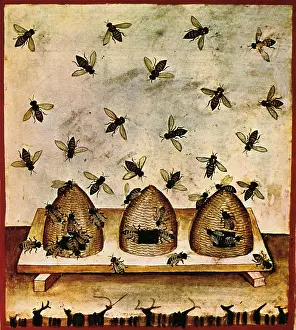 Apiculture, Beekeeping, 14th Century