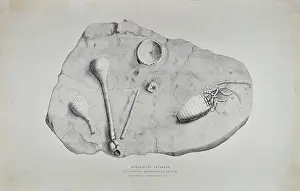 Rotundus: Apiocrinites rotundus