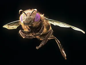 Honeybee: Apis mellifera, honey bee