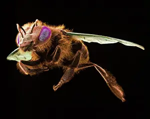 Honeybee: Apis mellifera, honey bee