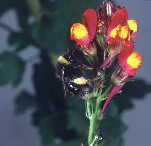 Honeybee: Apis sp. honeybee visiting a flower