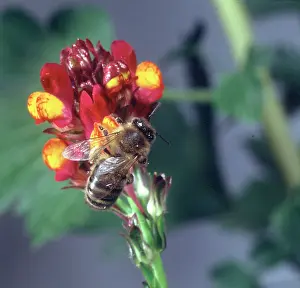 Honeybee: Apis sp. honeybee visiting a flower