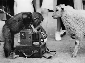 Portray: An apish Photographer