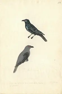 Starling: Aplonis striata, striated starling