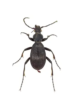 Carabidae: Aplothorax burchelli, giant ground beetle