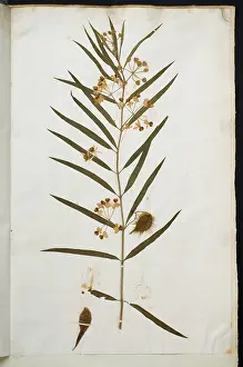 Asterid: Apocynum