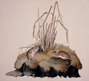 Long Tailed: Apodemus sylvaticus, long-tailed field mouse