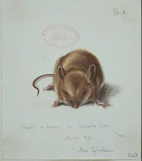 Long Tailed: Apodemus sylvaticus, long-tailed field mouse