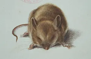 Long Tailed: Apodemus sylvaticus, long-tailed field mouse
