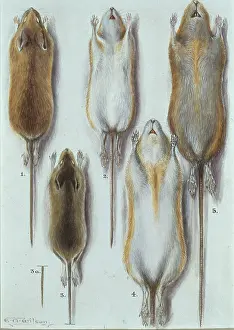Ventral: Apodemus sylvaticus, long-tailed field mouse