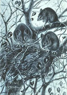 Long Tailed: Apodemus sylvaticus, long-tailed field mouse