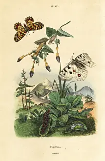 Apollon: Apollo butterfly, Parnassius apollo 1, and