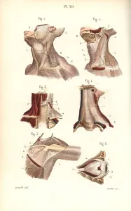 Leveille: Aponeuroses of the neck, shoulder and eye