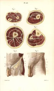 Cross Section: Aponeuroses of the torso in cross-section and