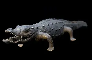 Alligator: Apothecary's Model Alligator, 19th Century