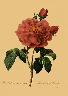 Duchesse: Apothecary's Rose or Rose of Provins