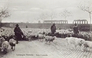Herded: Appian Way - Rome - Sheep herded along the road