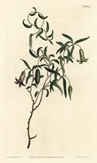 Mutabilis: Apple berry, Billardiera mutabilis