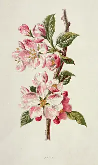 Stamen: APPLE BLOSSOM 19C
