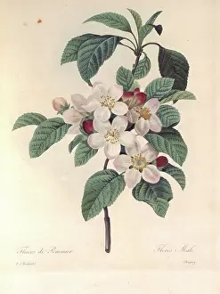 Fleurs: Apple blossom