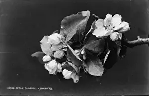 Delicate: Apple Blossom