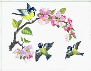 Caley: Apple Blossom and Blue Tits