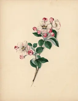 Clarissa: Apple blossom, Pyrus malus