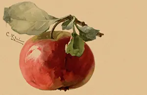 Curl: Apple on Branch