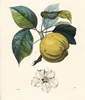 Pyrus: Apple fruit and blossom, Malus domestica