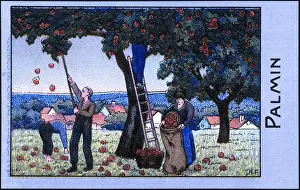 Plucking: Apple harvest
