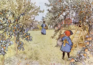 Placing: Apple Harvest