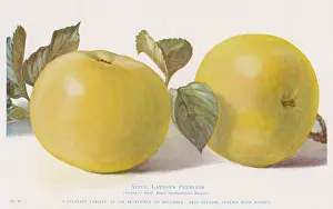 Peerless: APPLE/LAXTON'S PEERLESS