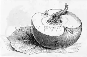 Burrowing: APPLE AND MAGGOT