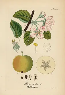 Apfel: Apple, Malus domestica