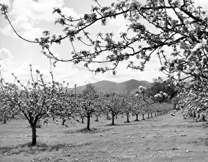 Powick: APPLE ORCHARD
