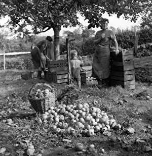 Bucolic: Apple pickers