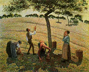 Pissarro: Apple Picking, by Camille Pissarro