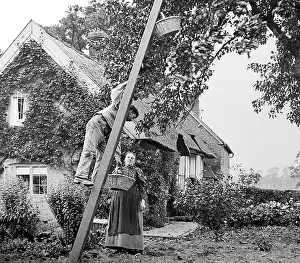 Idyl: Apple picking, Victorian period