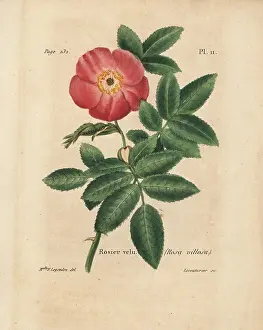 Rosier: Apple rose, Rosa villosa
