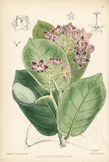 Sodom: Apple of Sodom, Calotropis procera