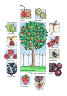Redcurrant: Apple Tree surrounded by various fruits