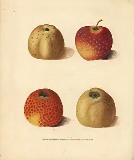 Britannica: Apple varieties, Malus domestica