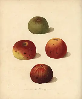 Britannica: Apple varieties, Malus domestica
